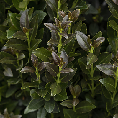 Ruby Colonnade Holly leaves