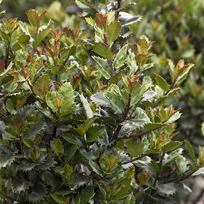 close up on Scallywag Holly leaves