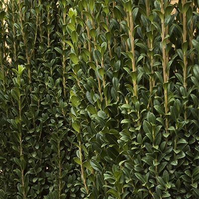 sky pencil japanese holly leaves on upright branches