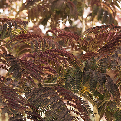 bronze mimosa tree leaves