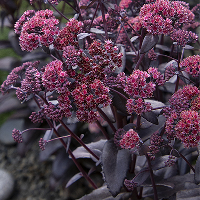 evolution chocolate foutain sedum