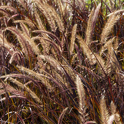 purple fountain grass