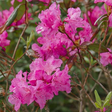 Landmark Rhododendron