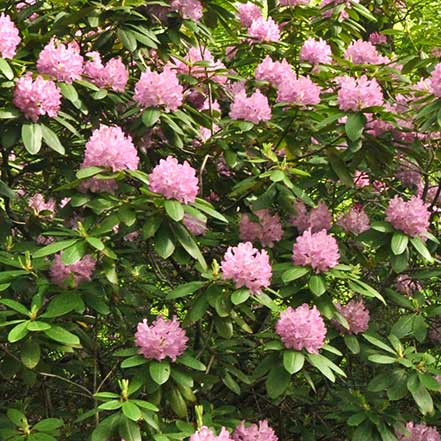 Roseum Pink Rhododendron