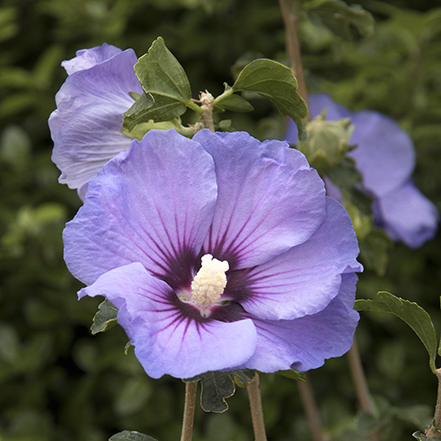 purple rose of sharon flower