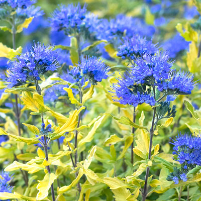 la barbe bleu bluebeard with blue flowers and yellow-green leaves