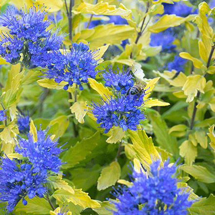 bluebeard attracts bees