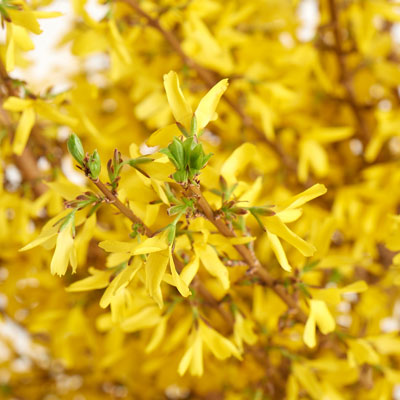 yellow deer-resistant forsynthia flowers