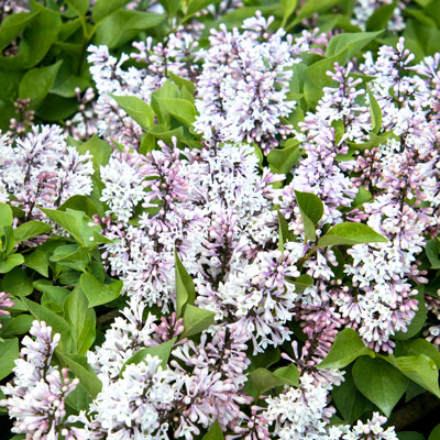 light-lavender lilac blooms with green leaves