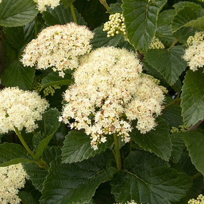 white viburnum flowers with green leaves