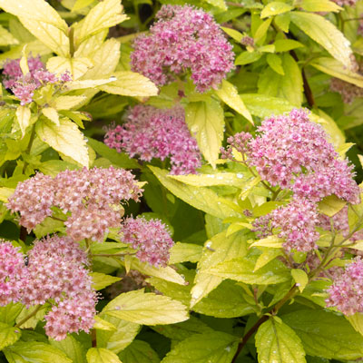 deer resistant pink spirea flowers and yellow-green leaves