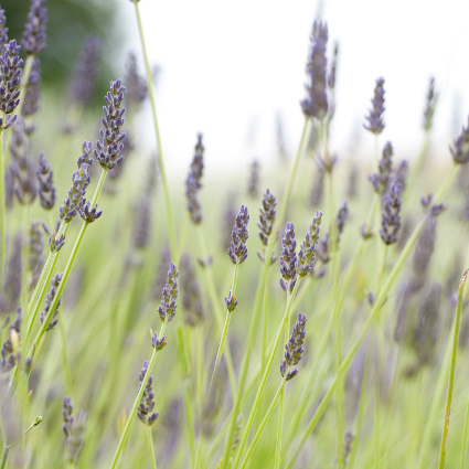 hidcote giant english lavender