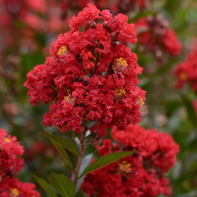 Enduring summer red Crape Myrtle