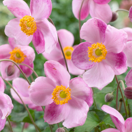 Little princess Japanese Anemone