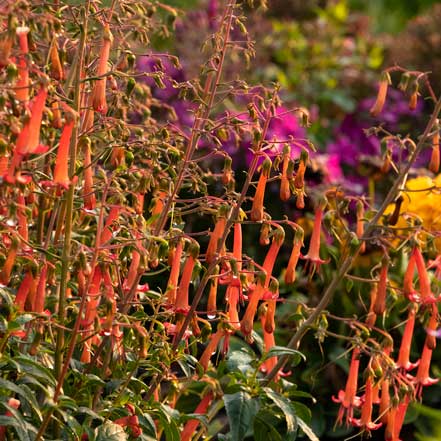 this orange cape fuscia plant attracts hummingbirds