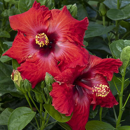 two red troipical hibiscus flowers