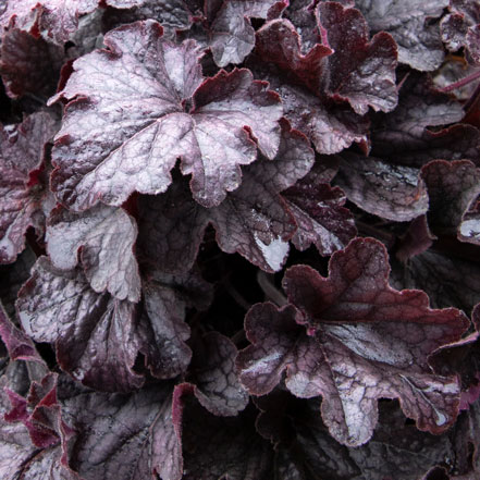 dark purple coral bells leaves