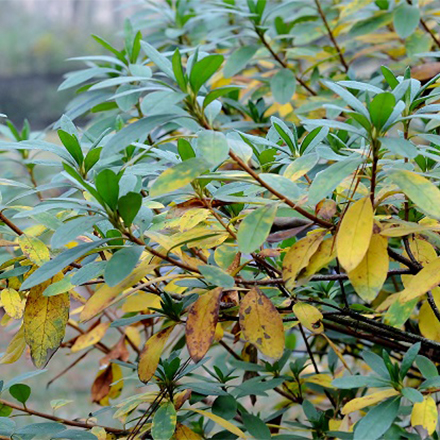 azalea leaves turning yellow