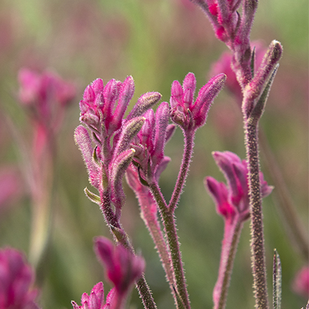 pink kangaroo paw flower