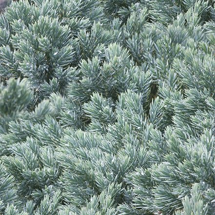 blue needles on blue star juniper