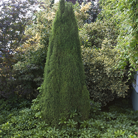 dwarf alberta spruce growing in groundcover