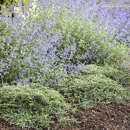 icee blue juniper groundcover in front of catmint