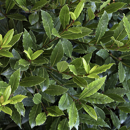 green bay leaves