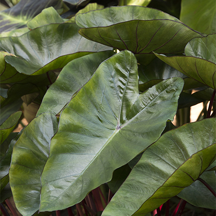 elephant ear foliage