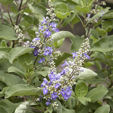 summertime blues chaste tree flowers