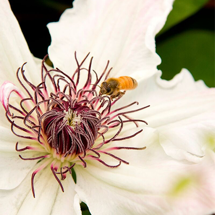 white, star-shaped clematis blossoms with red center and bee