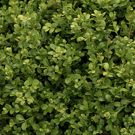 green boxwood pruned into cubes in hedge