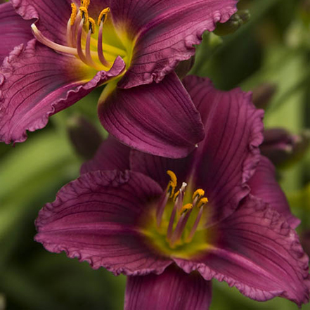 drought tolerant purple daylily