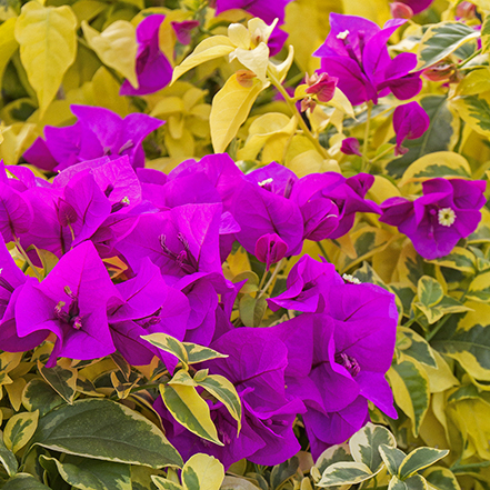 purple bougainvilla flowers with golden leaves