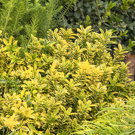 441sq03512Euonymus_fortunei_Sunny_Delight