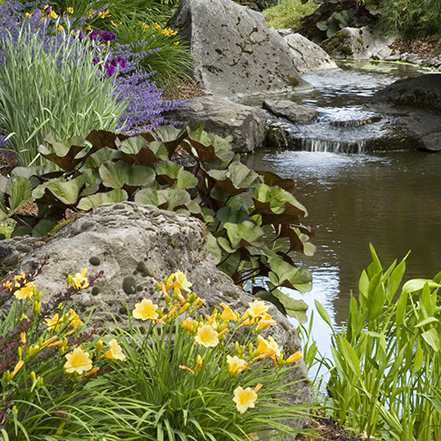 yellow dwarf daylily beside a pond