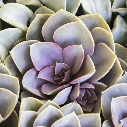 echeveria with ice blue leaves and pink-purple center