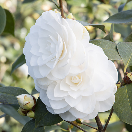 white nuccios gem camellia flowers