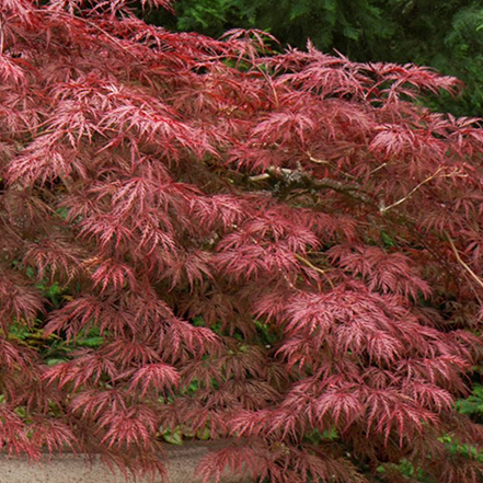 red japanese maple leaves on velvet viking tree