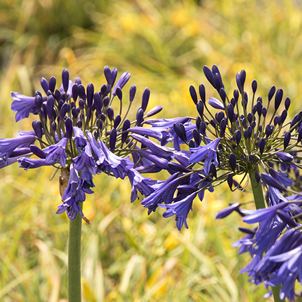 dark purple agapanthus flowers