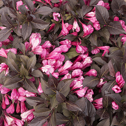 burgundy leaves abd pink weigela flowers