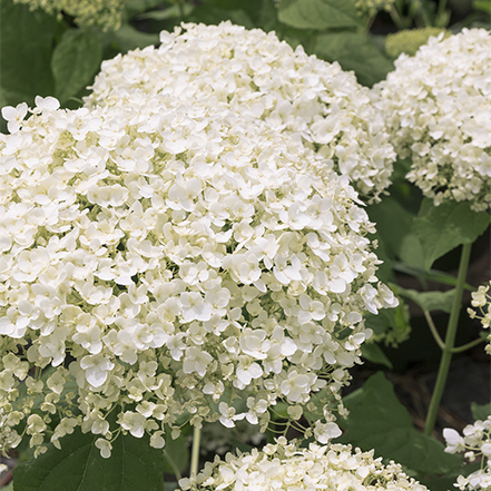 bar harbor hydrangea