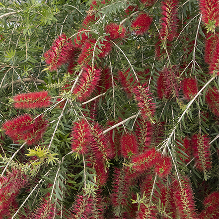 red bottlebrush flowers on green shrub