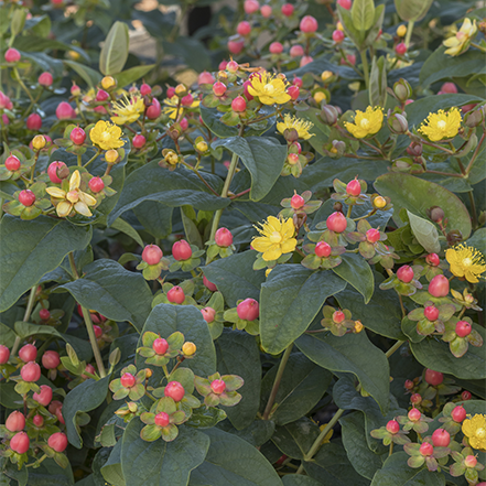 yellow flowers and pink berries on floralberry st johns wort