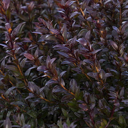 sweet maroon myrtle leaves