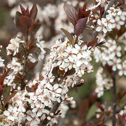 white flowers and purple leaves on darkstar sand cherry