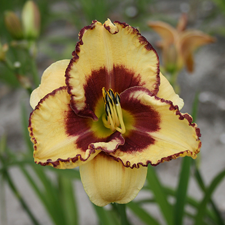 yellow and burgundy daylily bloom