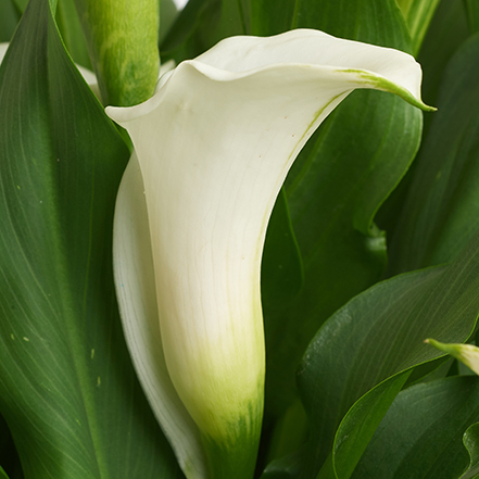 white calla lily flower