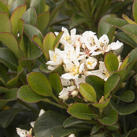 southern moon yedda hawthorn