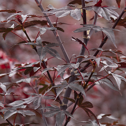 red leaves on twombly red sentinel japanese maple