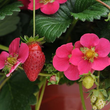 Toscana Strawberry